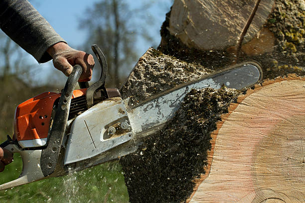 Tree Health Inspection in West Glendive, MT